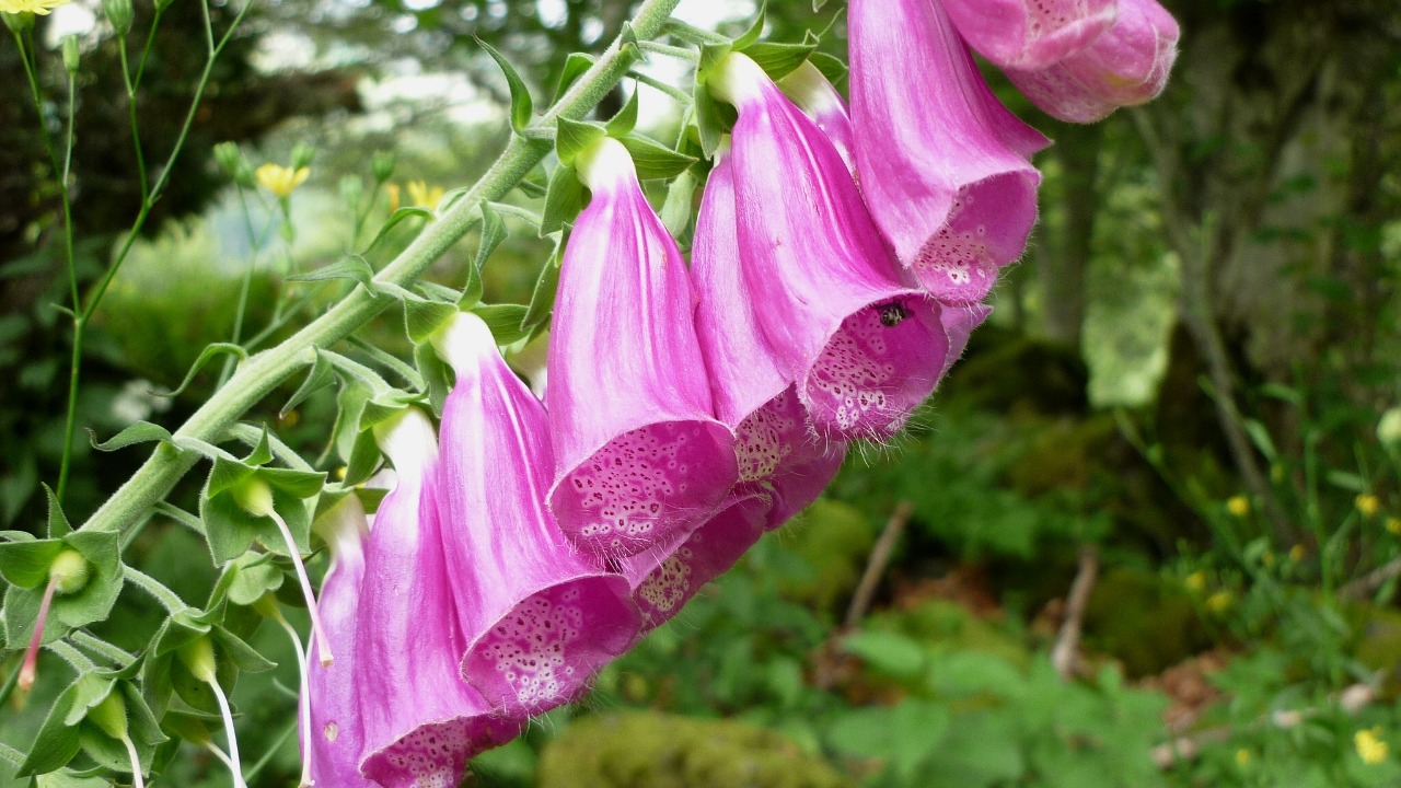 Foxglove — Image Credit: Isidre blanc - CC BY-SA 4.0/Wiki Commons
