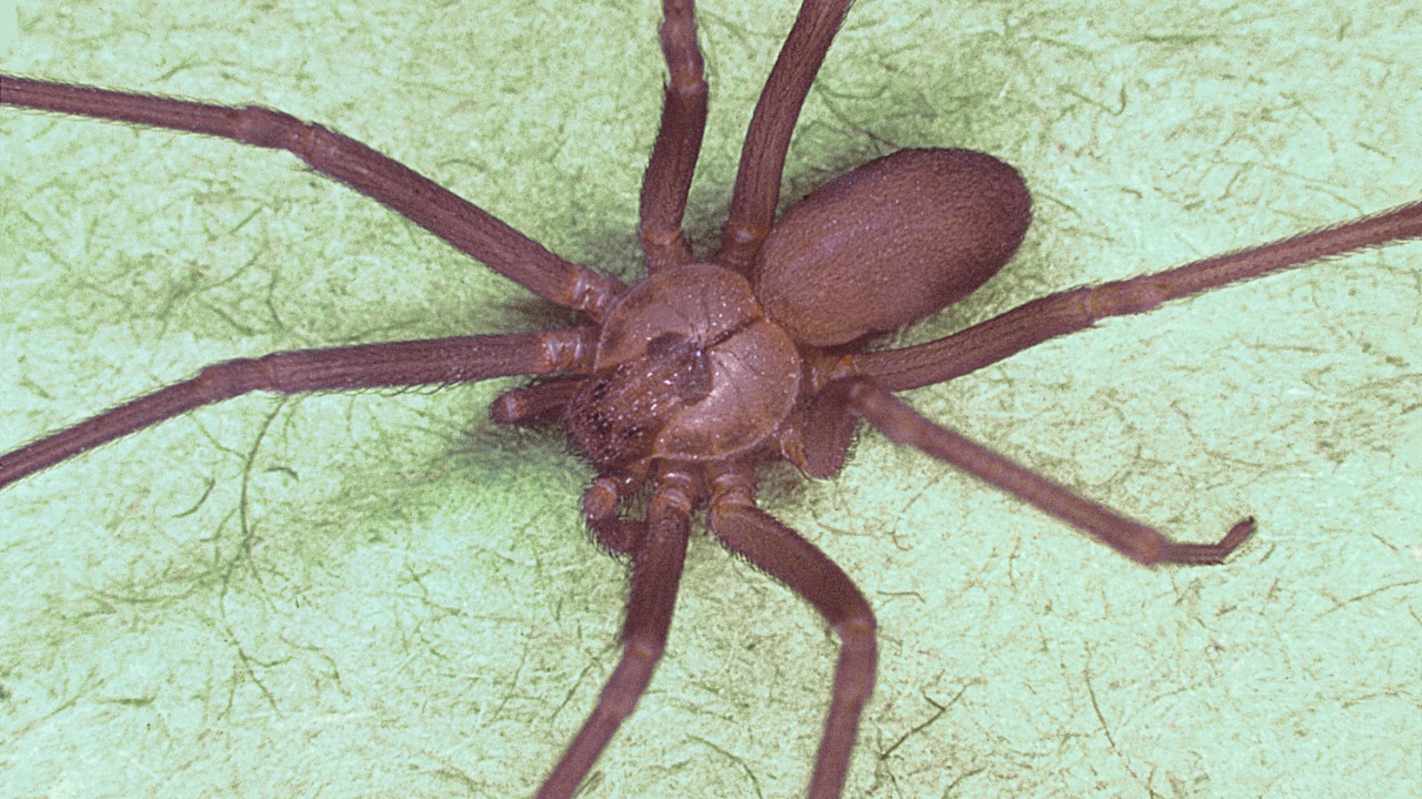 Brown recluse spider — Image Credit: unknown - Public domain/Wiki Commons