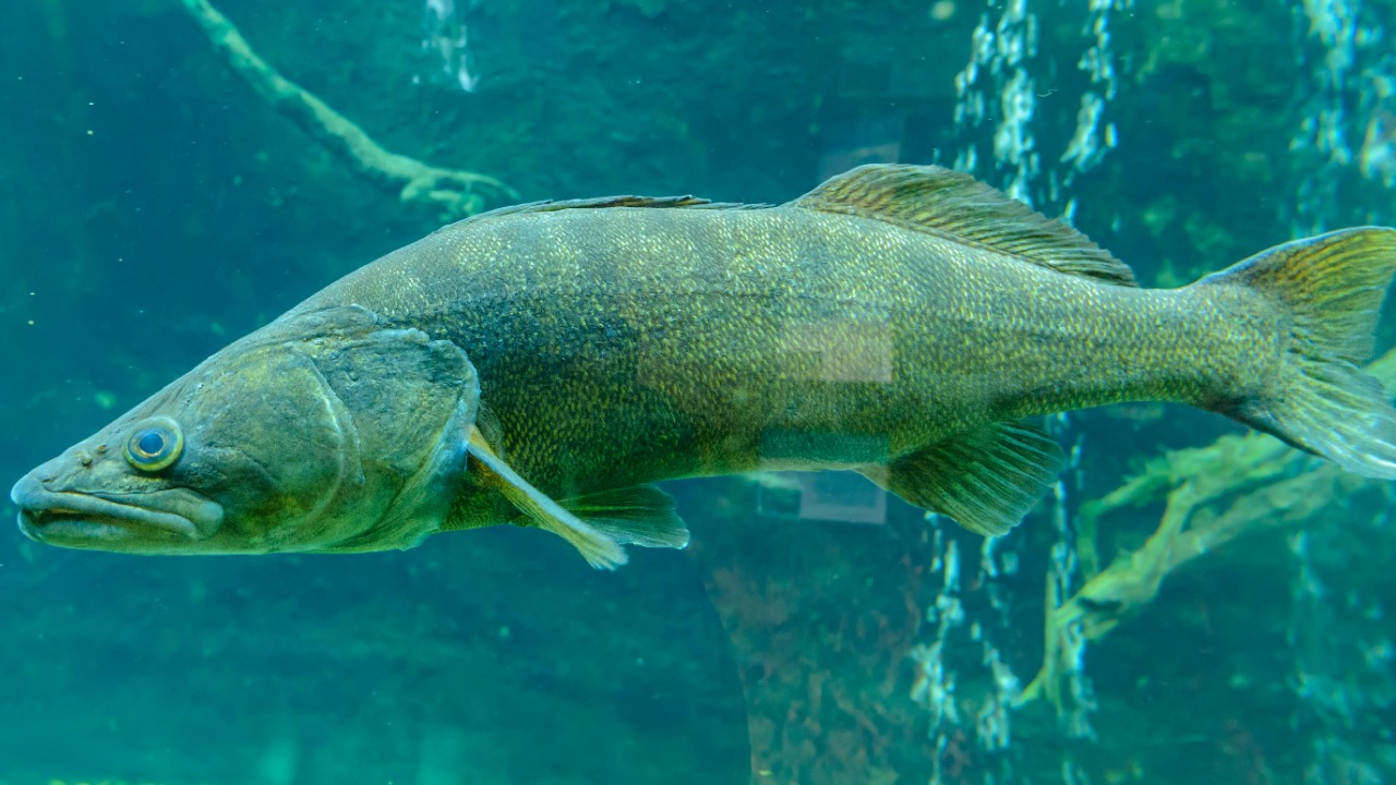 Walleye — Image Credit: Petr Ganaj/Pexels