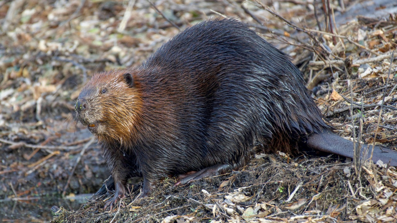 Beaver — Image Credit: Andrew Patrick Photo/Pexels