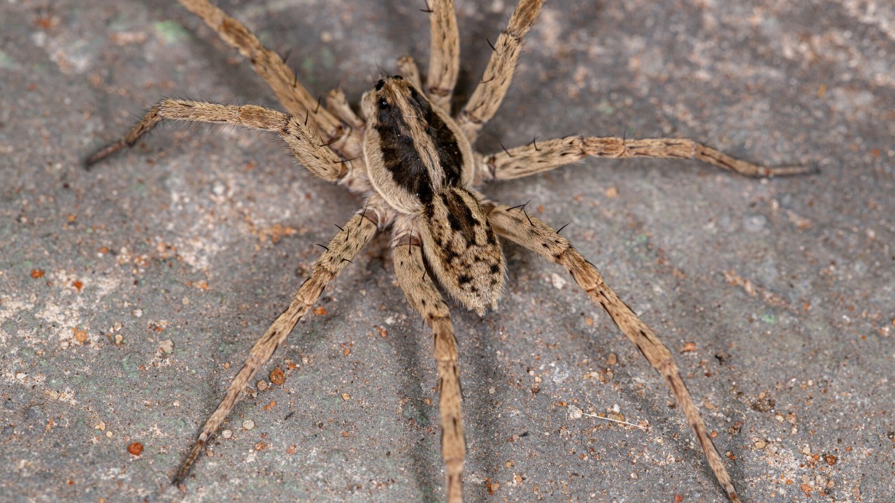 Wolf spider — Image Credit: Freepik