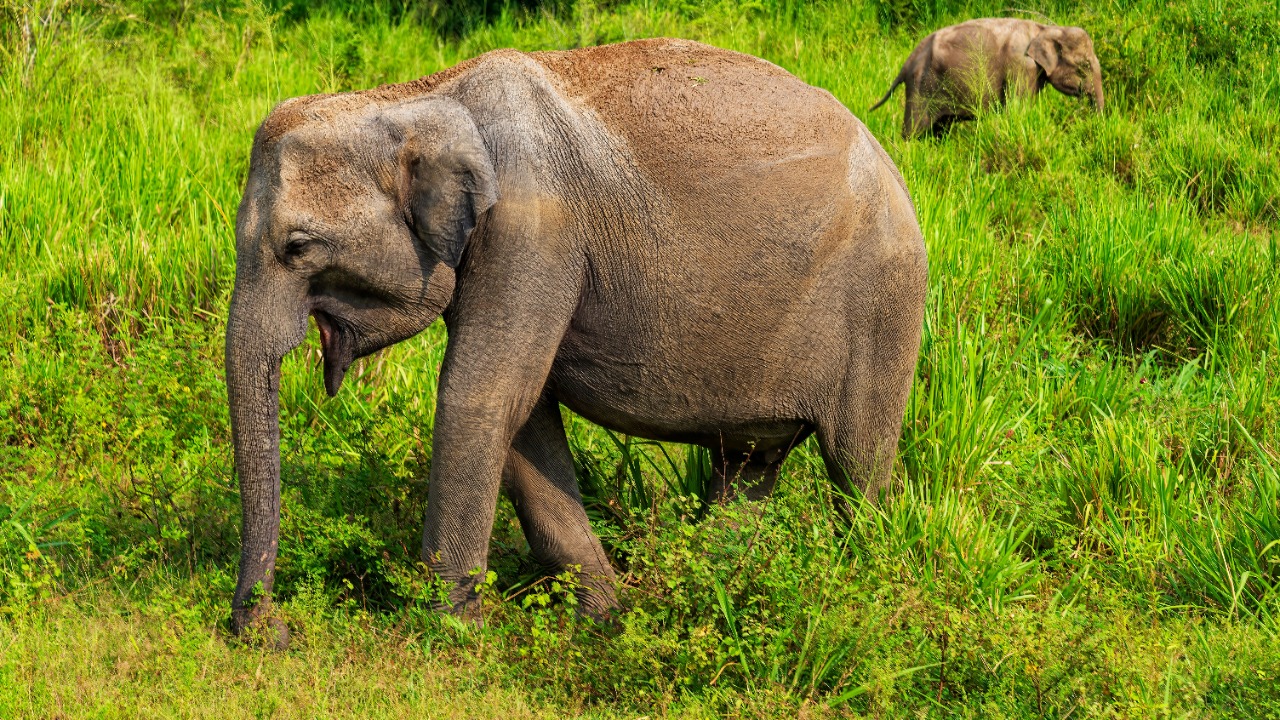 Asian elephant — Image Credit: Eyup Sayar/Pexels