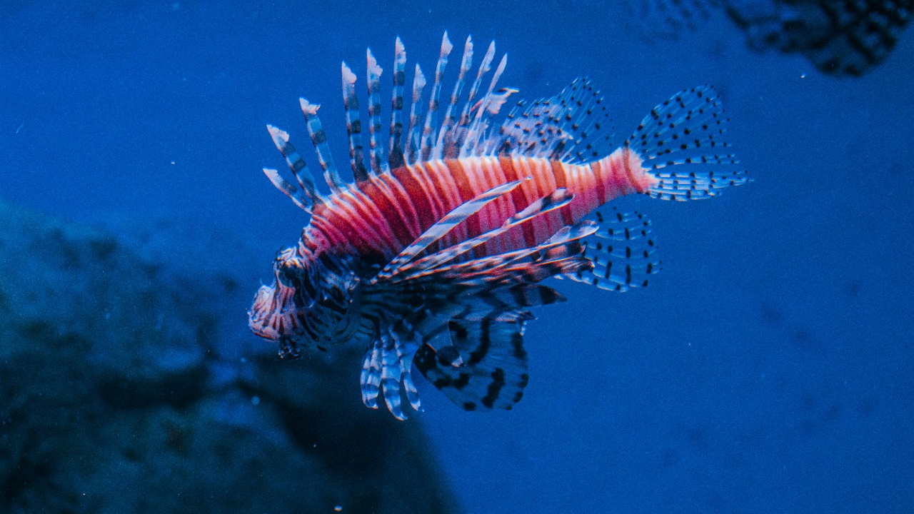 Lionfish — Image Credit: Christian Alemu/Pexels