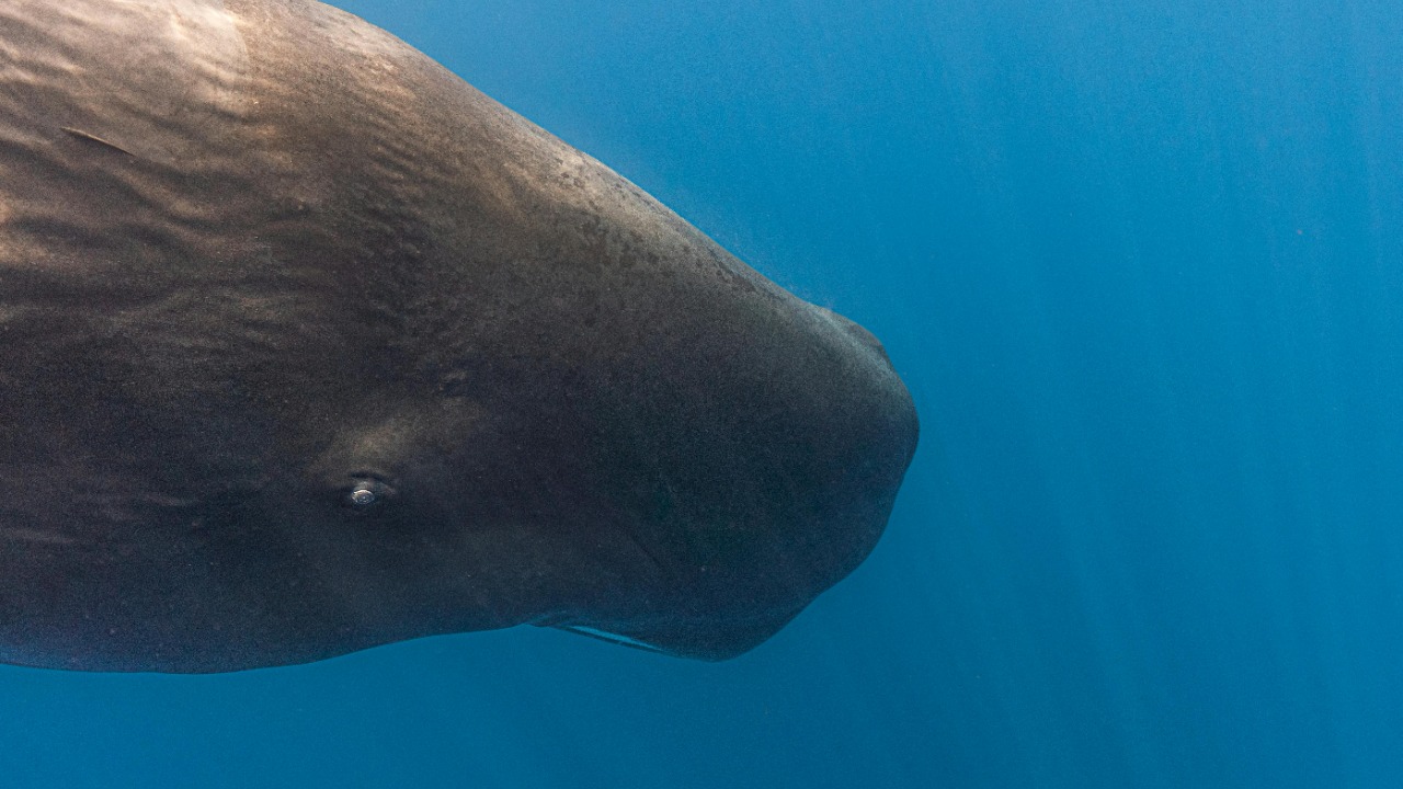 Sperm whale — Image Credit: Emma Li/Pexels
