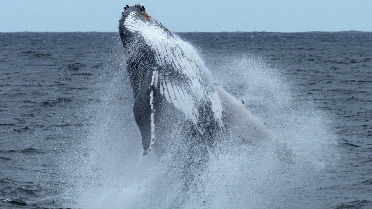Humpback whale — Image Credit: Eclipse Chasers/Pexels