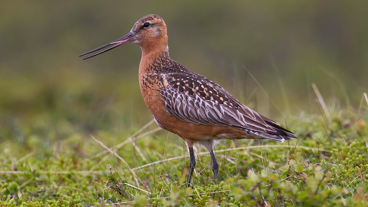Bar-tailed godwit — Image Credit: Andreas Trepte - CC BY-SA 2.5/Wiki Commons