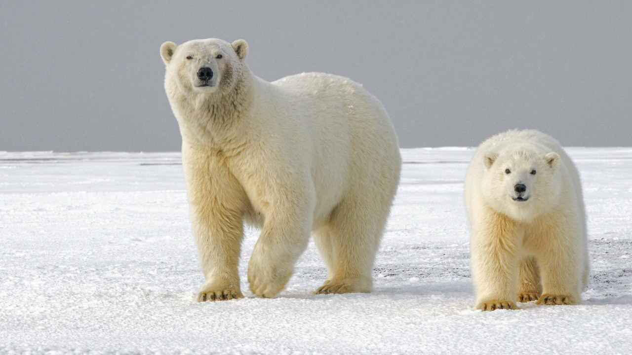 Polar bear — Image Credit: hansjurgen007/Unsplash