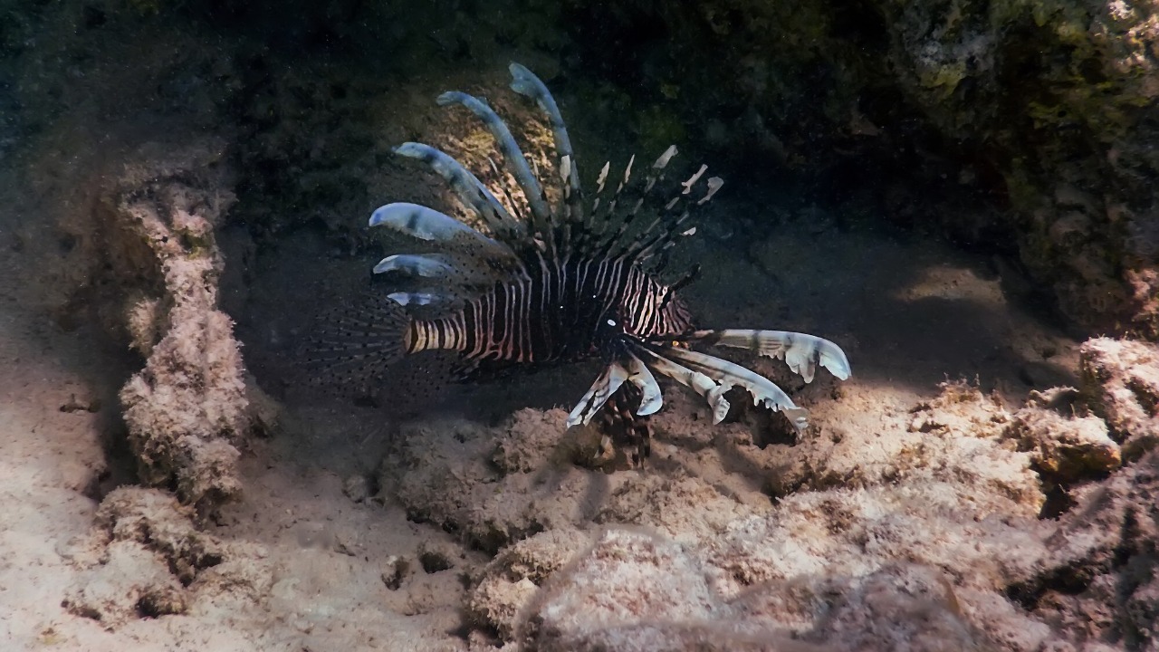 Red lionfish — Image Credit: Freepik