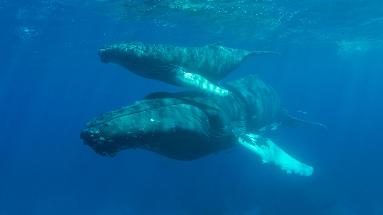 The humpback whale — Image Credit: Ben Phillips/Pexels