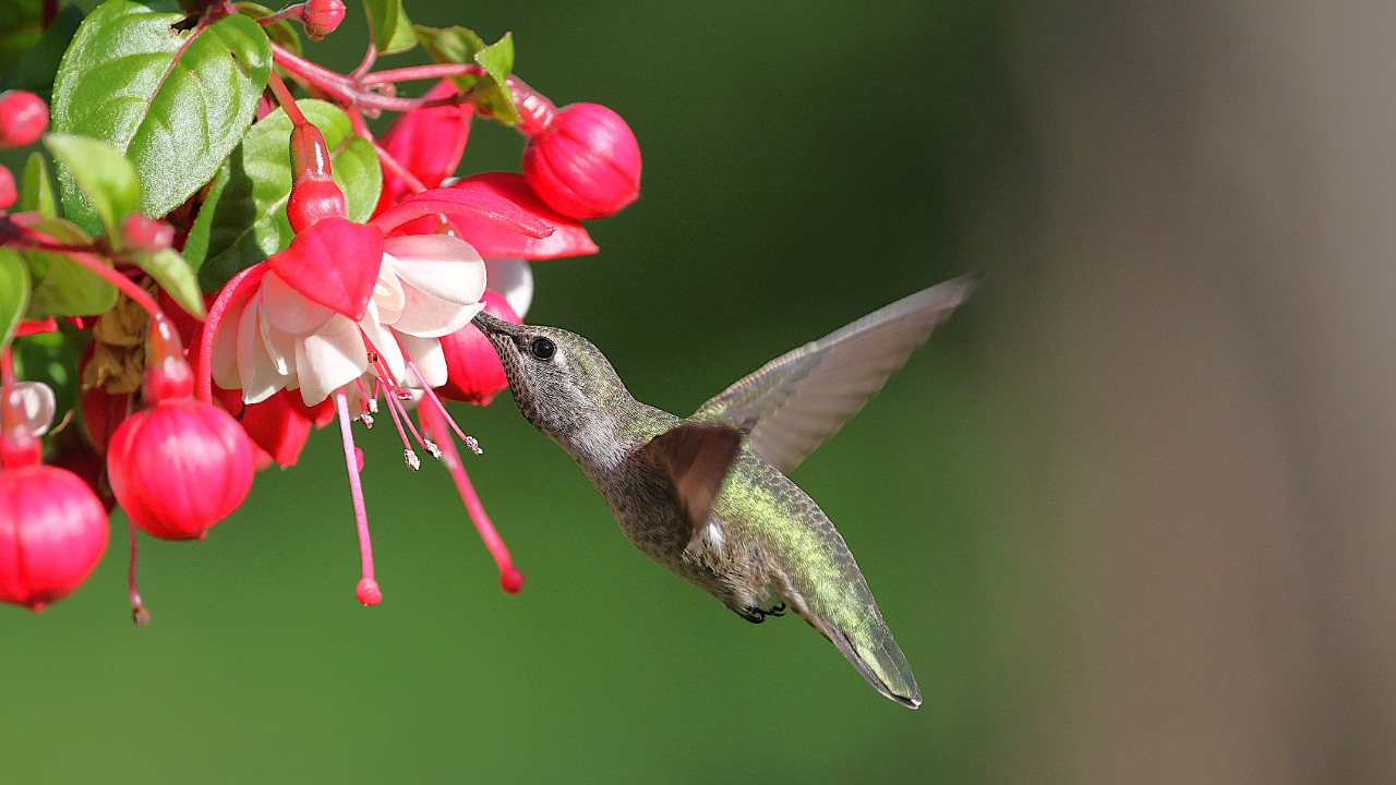 Anna's hummingbird — Image Credit: Veronika Andrews/Pexels