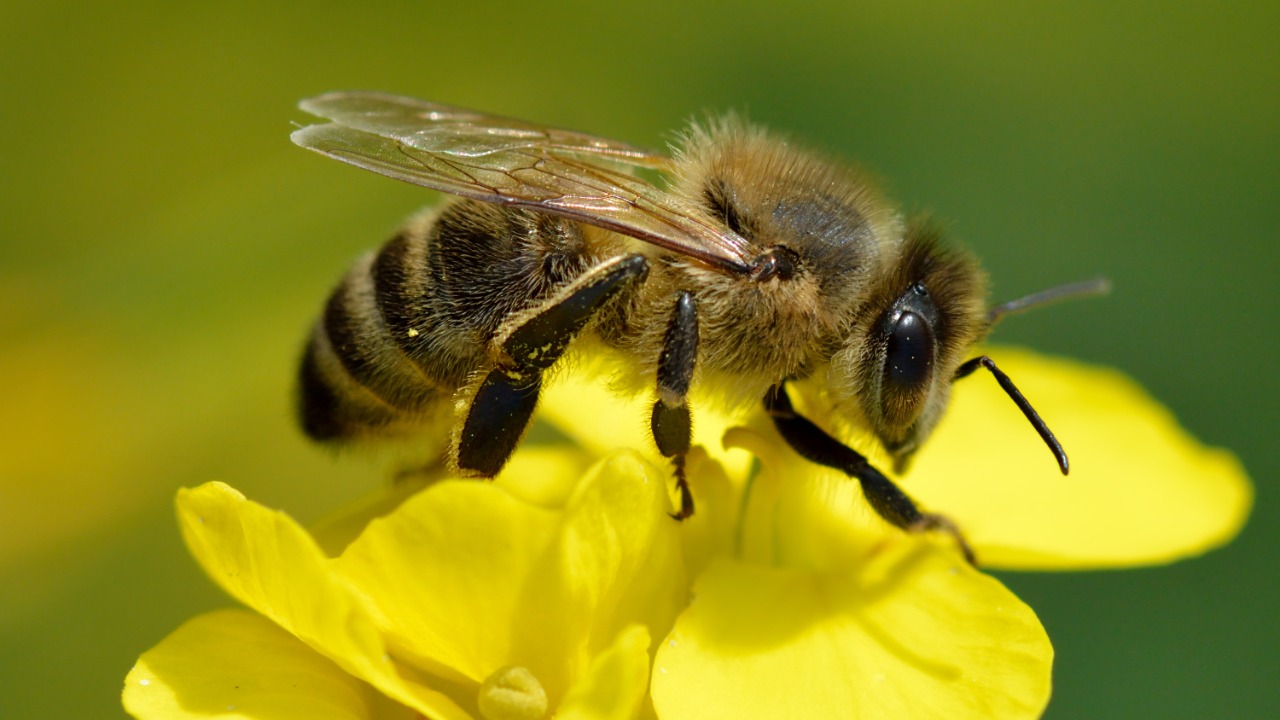 Western honey bee — Image Credit: Ivar Leidus - CC BY-SA 4.0/Wiki Commons