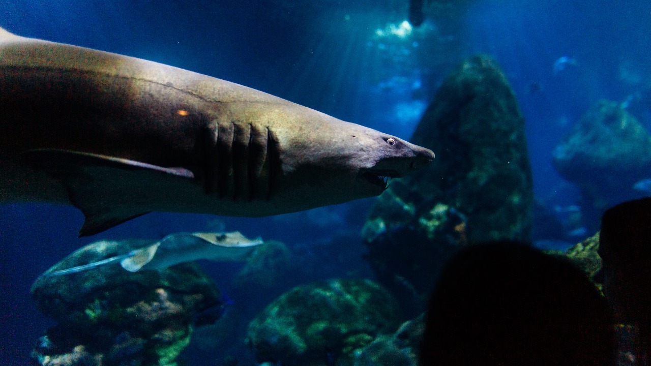Greenland Shark — Image Credit: K/Pexels