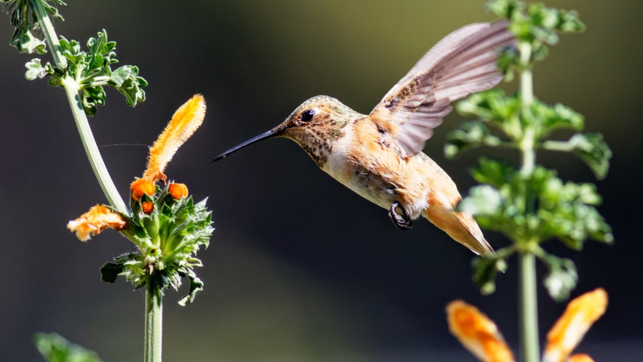 Rufous hummingbird — Image Credit: David Levinson/Pexels