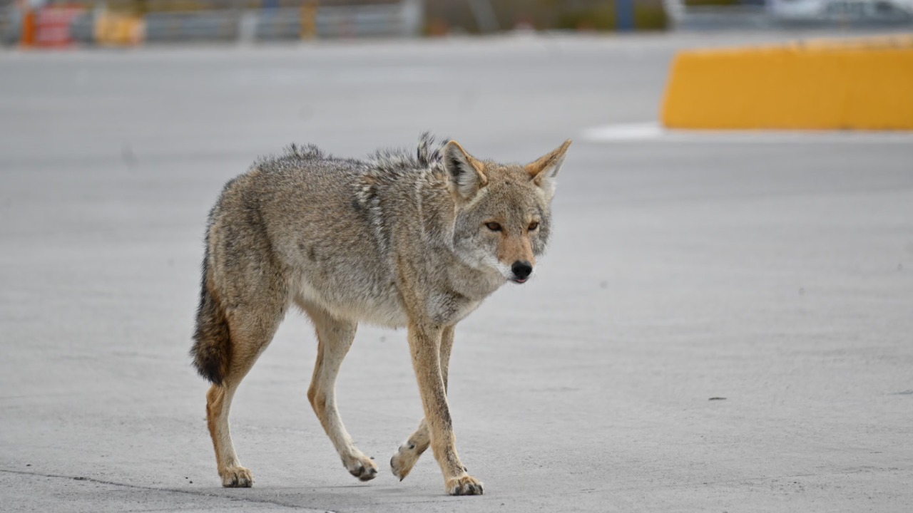 Coyote — Image Credit: David Torres/Pexels