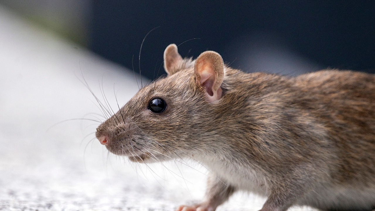 Brown rat — Image Credit: Denitsa Kireva/Pexels