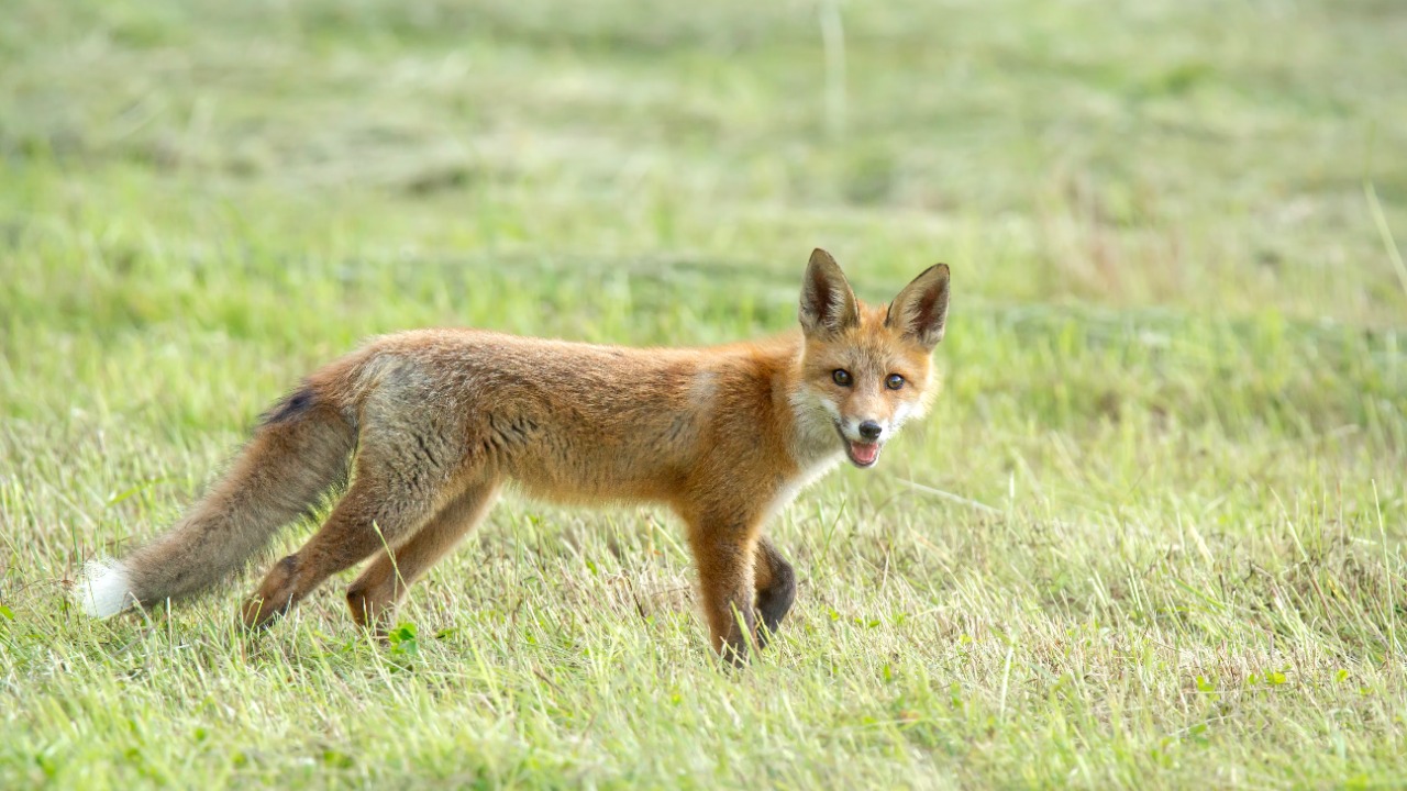 Fox — Image Credit: Maria Argiroudaki/Pexels