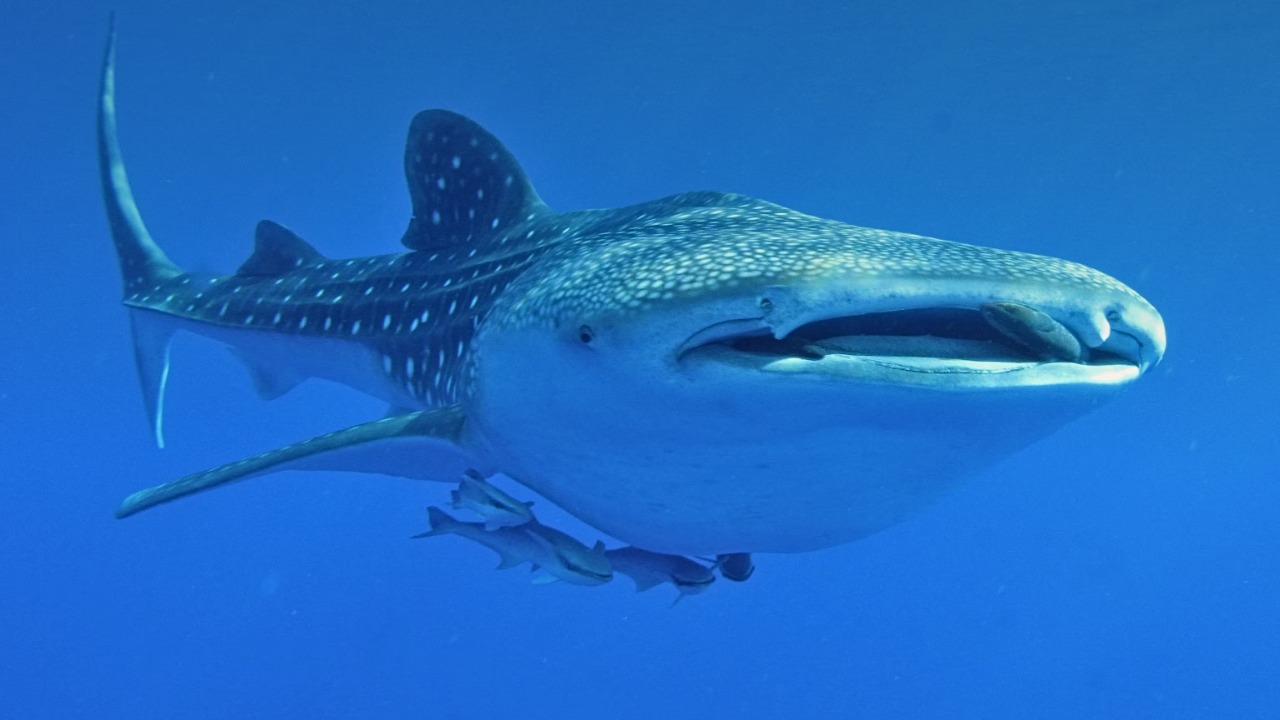 Whale shark — Image Credit: Derek Keats/Pexels