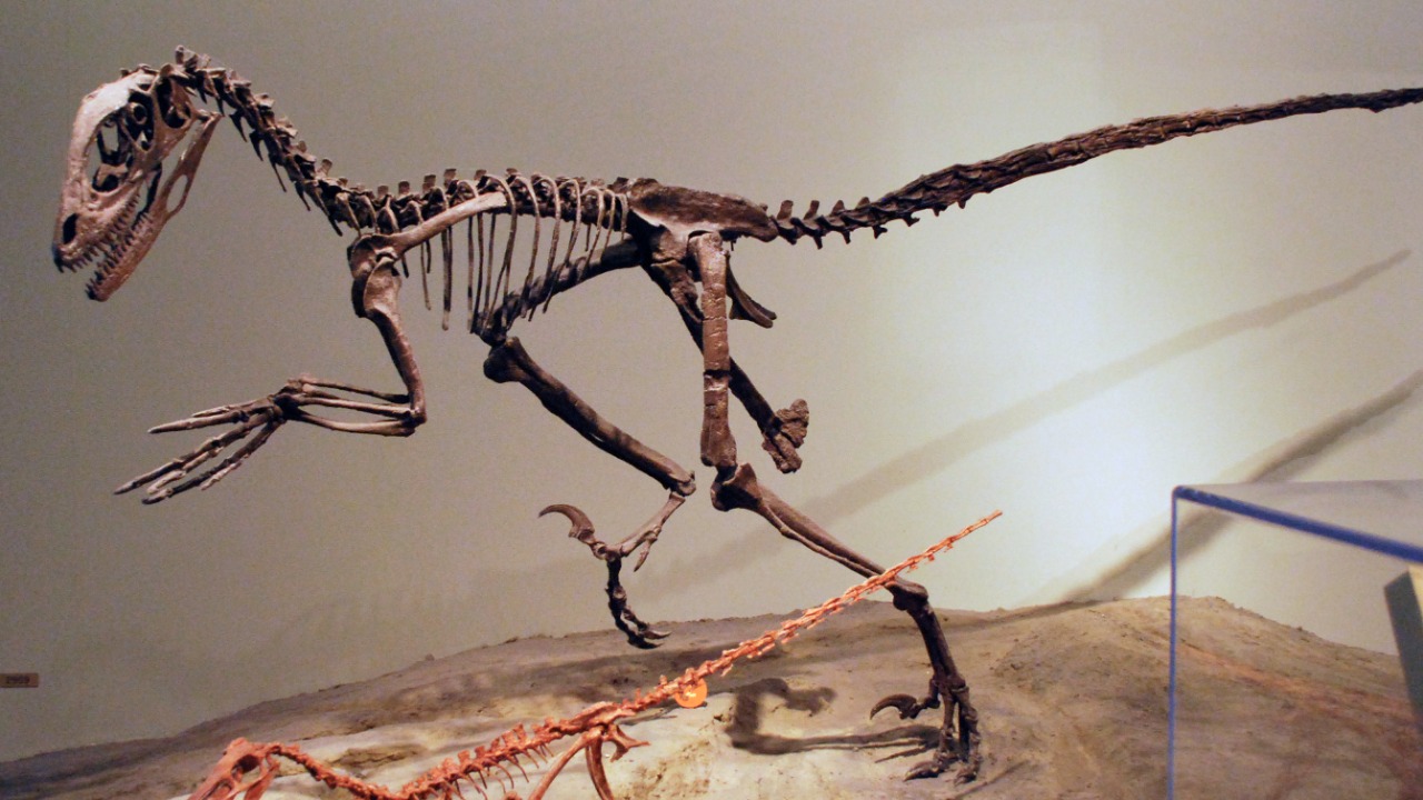 Deinonychus — Image Credit: AStrangerintheAlps - CC BY-SA 3.0/Wiki Commons
