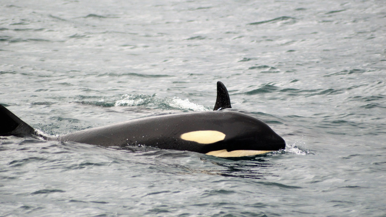 Orca — Image Credit: sonder_93/Unsplash