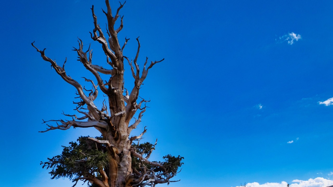 Methuselah bristlecone pine — Image Credit: Giuseppe Zenere/Pexels