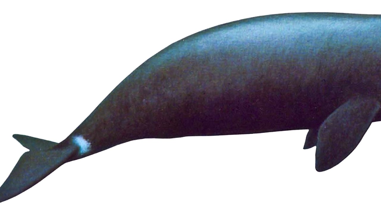 Bowhead Whale — Image Credit: Bering Land Bridge National Preserve - CC BY-SA 2.0/Wiki Commons