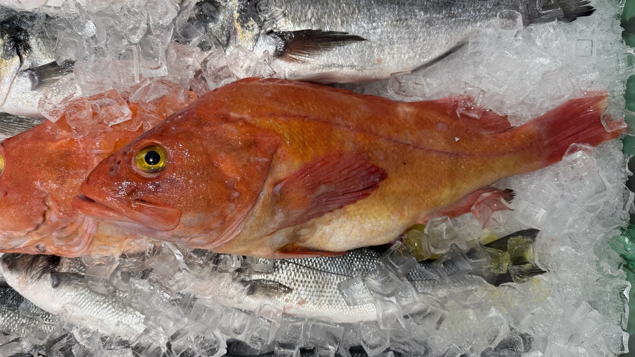 Yelloweye Rockfish — Image Credit: Bloopityboop - CC BY-SA 4.0/Wiki Commons