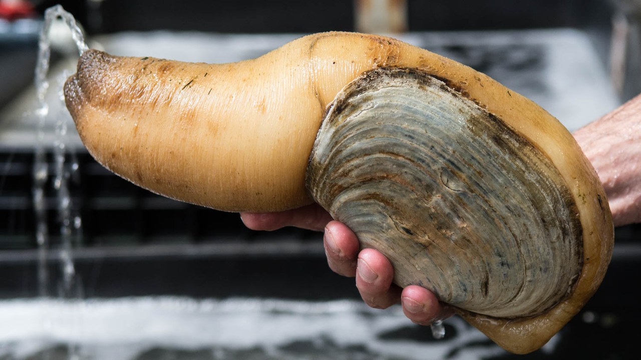 Pacific Geoduck — Image Credit: Gunnhilduur - CC BY-SA 4.0/Wiki Commons