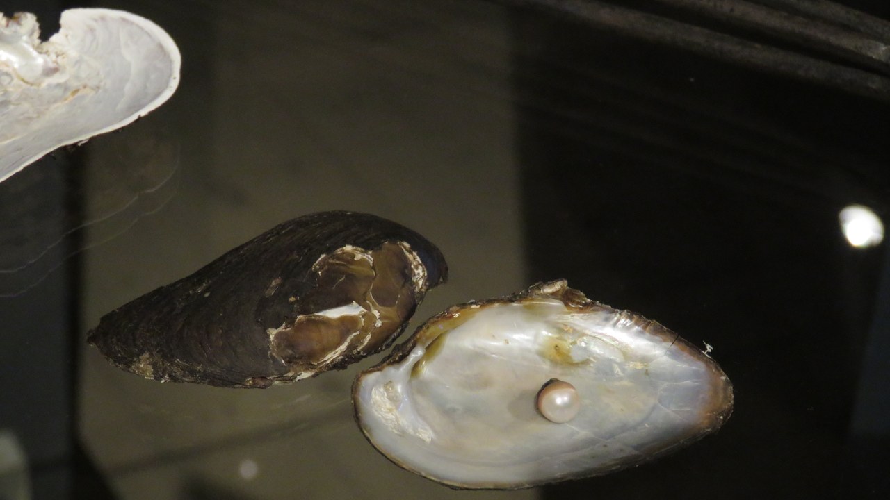 Freshwater Pearl Mussel — Image Credit: Xepheid - CC BY-SA 4.0/Wiki Commons