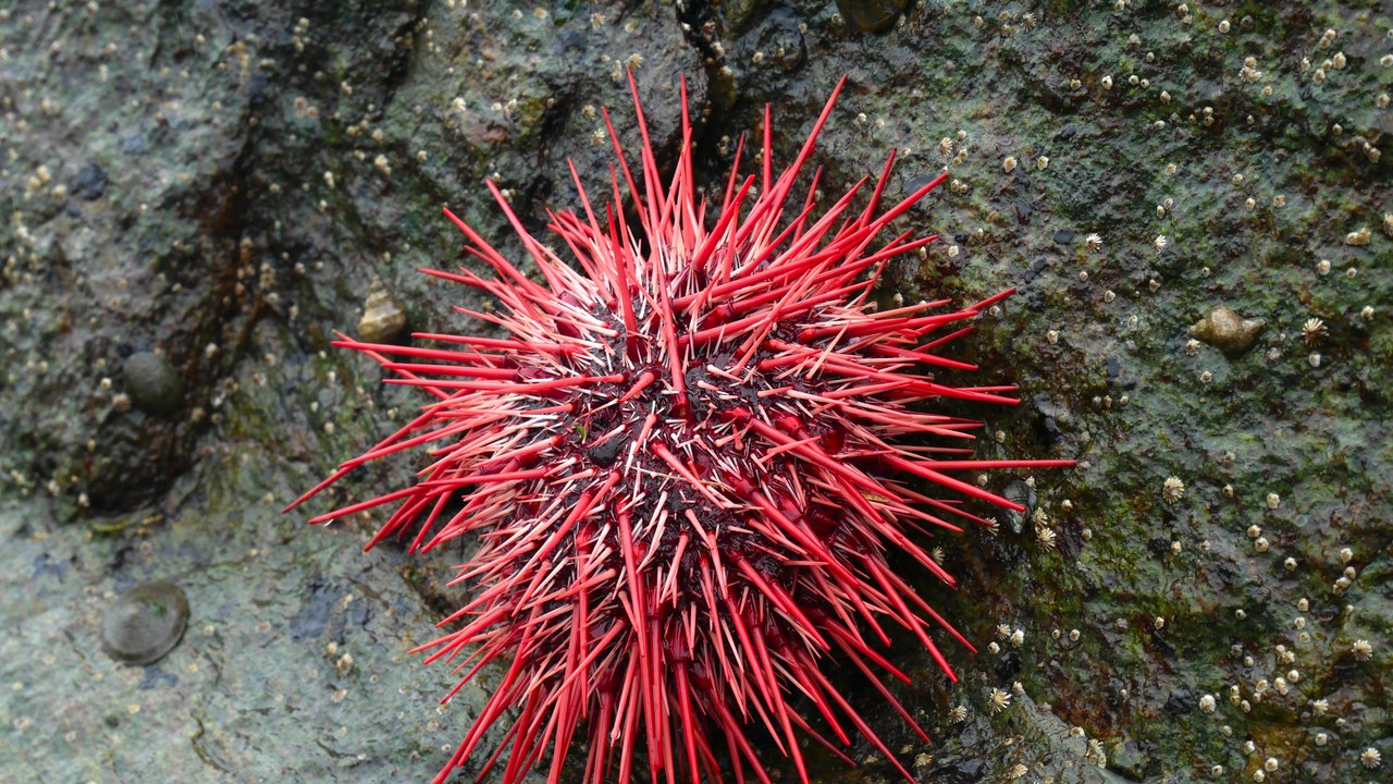 Red Sea Urchin — Image Credit: Extemporalist - CC0/Wiki Commons