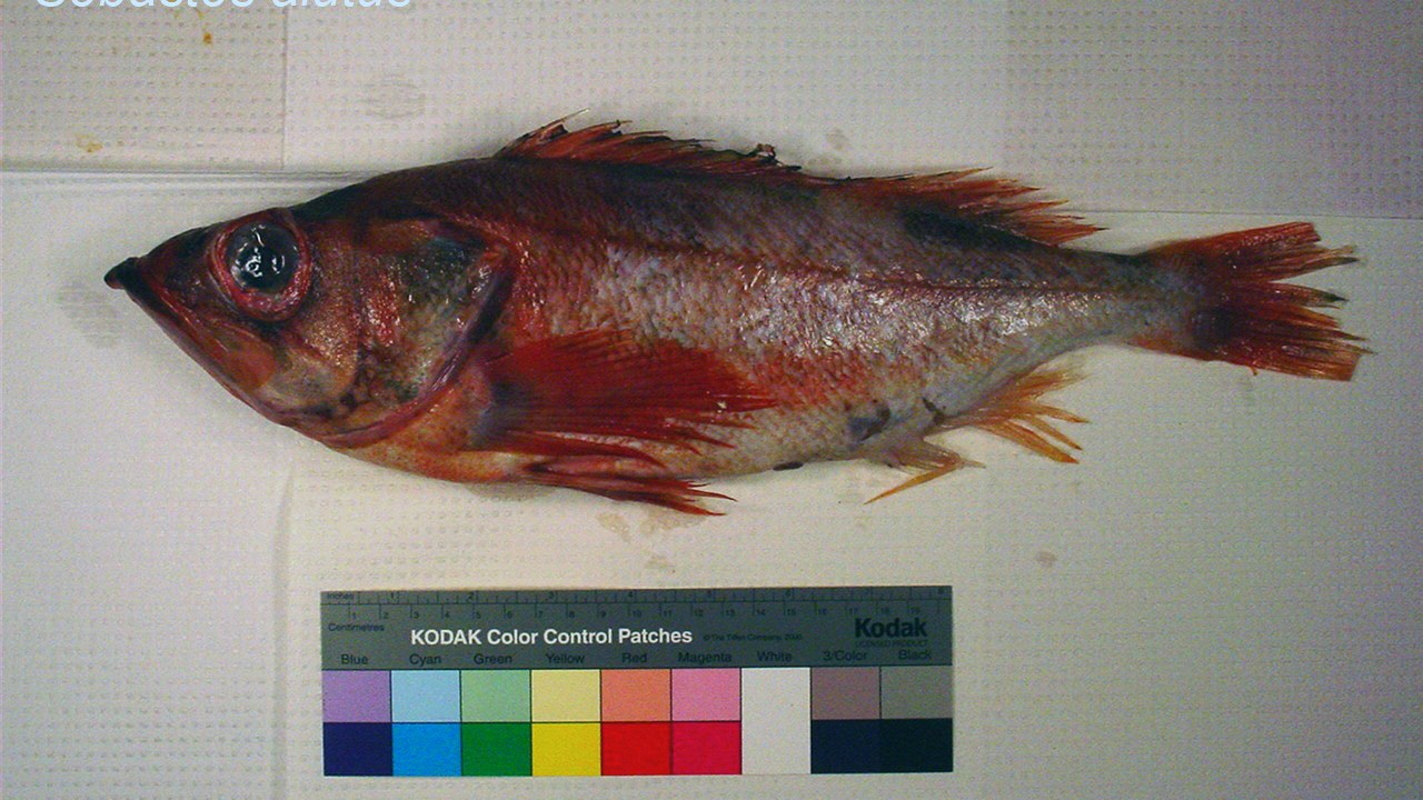 Pacific Ocean Perch — Image Credit: The U.S. Food and Drug Administration - Public domain/Wiki Commons