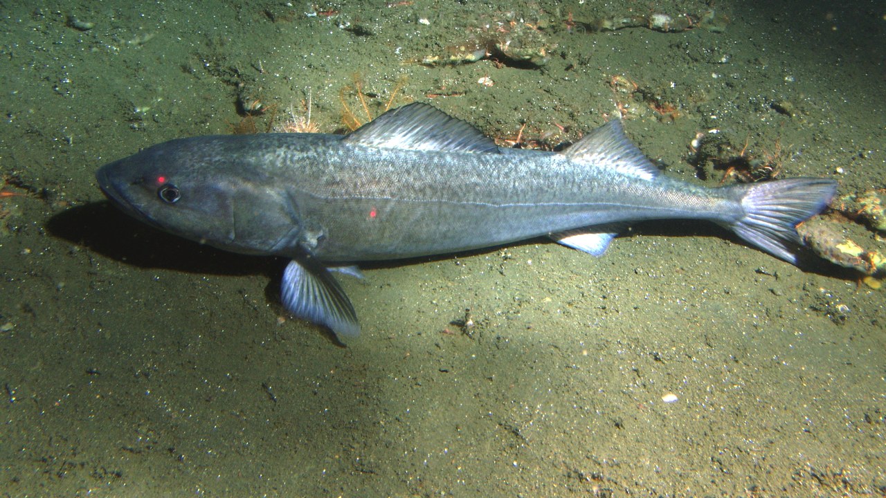 Sablefish — Image Credit: Rick Starr, NOAA/CBNMS - Public domain/Wiki Commons