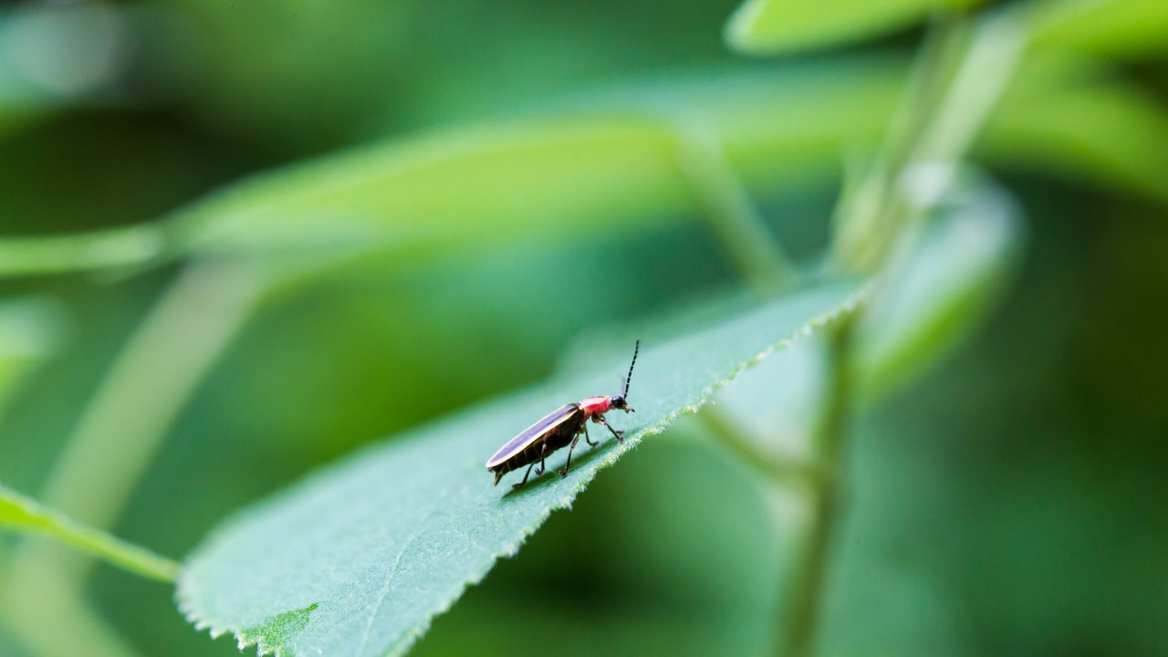 Common Eastern Firefly — Image Credit: Melissa McMasters from Memphis, TN, United States - CC BY 2.0/Wiki Commons