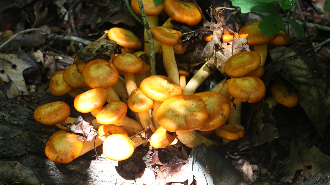 Jack-o'-Lantern Mushroom — Image Credit: j33pman - CC BY-SA 2.0/Wiki Commons