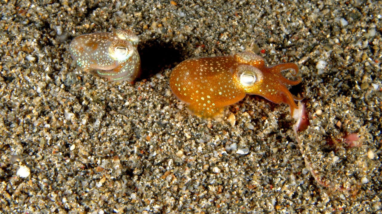 Hawaiian Bobtail Squid — Image Credit: Nhobgood Nick Hobgood - CC BY-SA 3.0/Wiki Commons