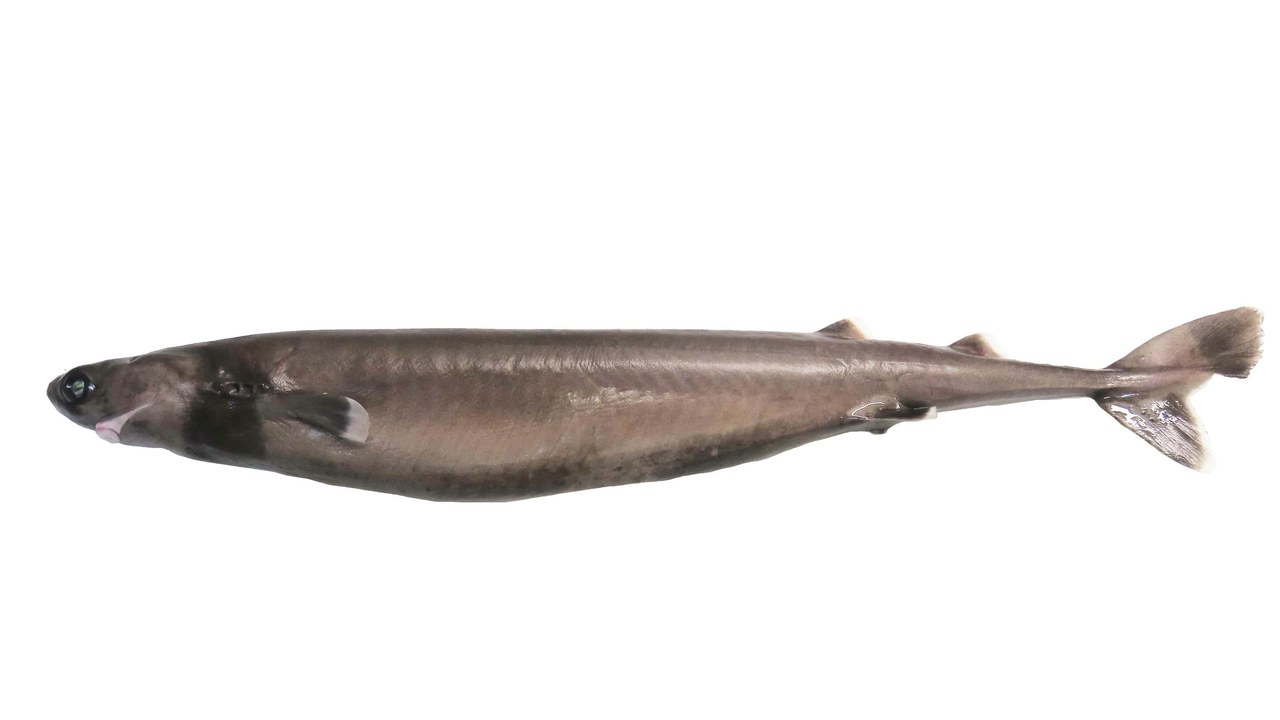 Cookiecutter Shark — Image Credit: Hugues Evano (IFREMER, Délégation océan Indien (DOI), Département Ressources Biologiques et Environnement (RBE), F-97420 Le Port, France) - CC BY 4.0/Wiki Commons