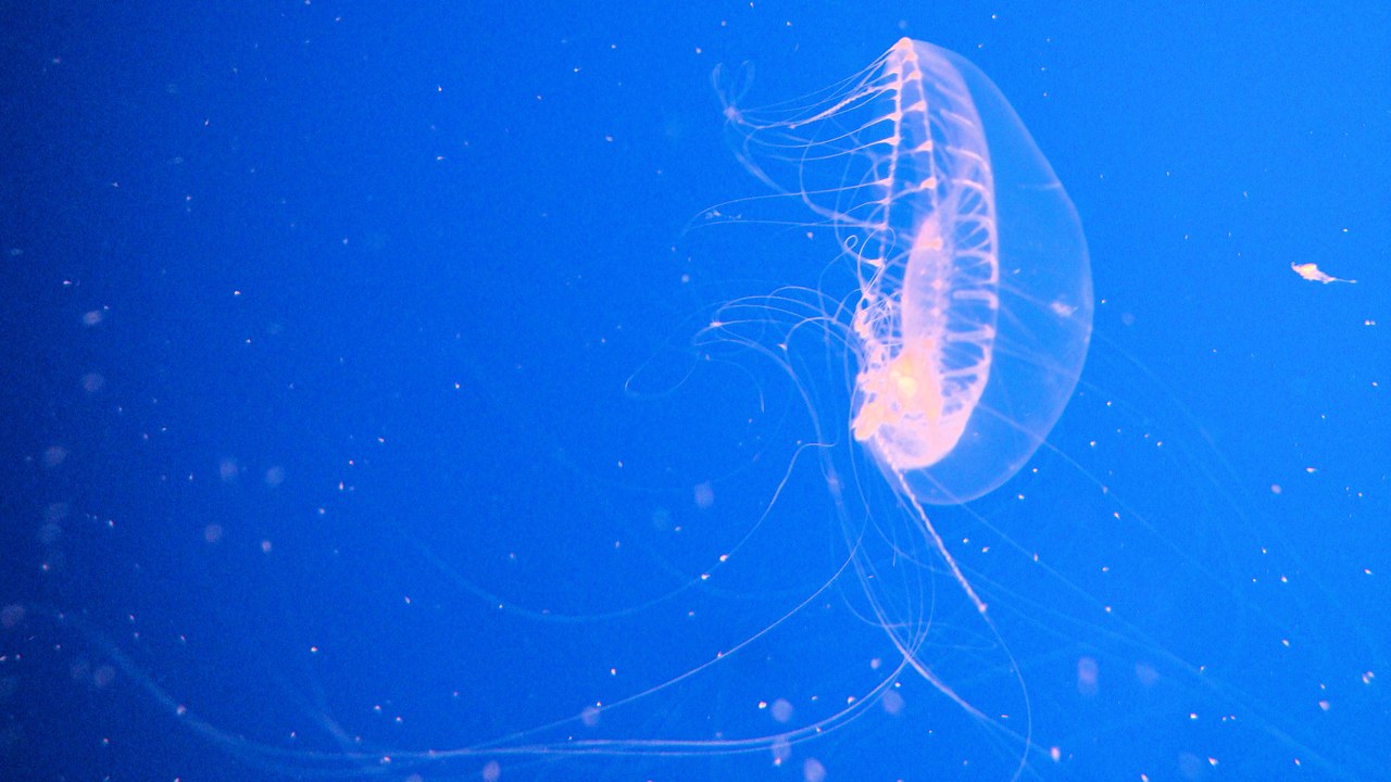 Crystal Jelly — Image Credit: Jim G from Silicon Valley, CA, USA - CC BY 2.0/Wiki Commons
