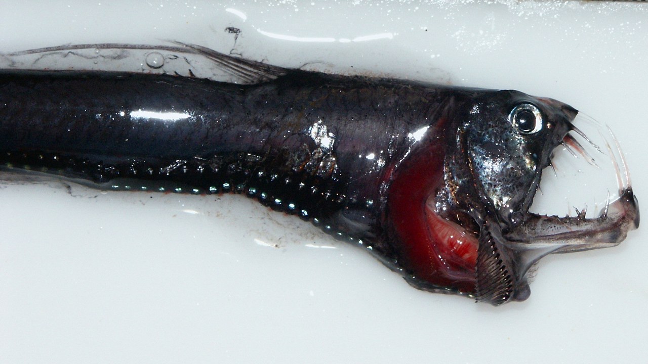Pacific Viperfish — Image Credit: David Csepp, NMFS/AKFSC/ABL - Public domain/Wiki Commons