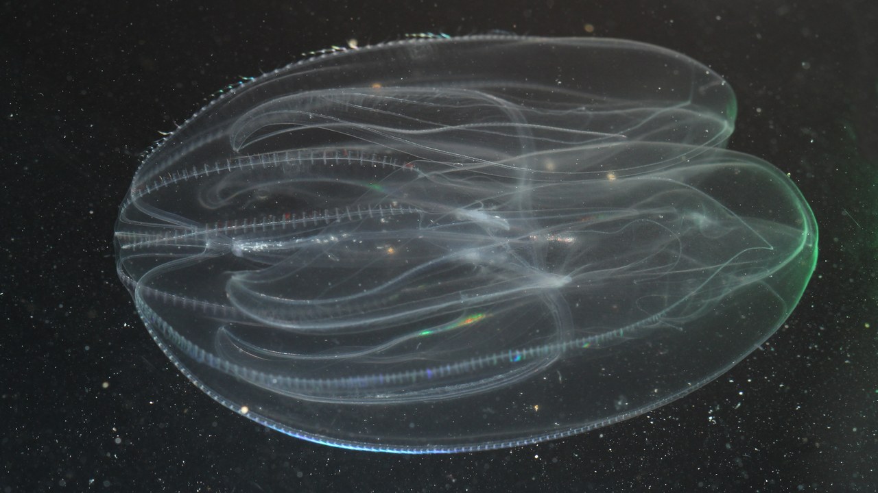 Comb Jelly — Image Credit: Holger Krisp - CC BY 3.0/Wiki Commons
