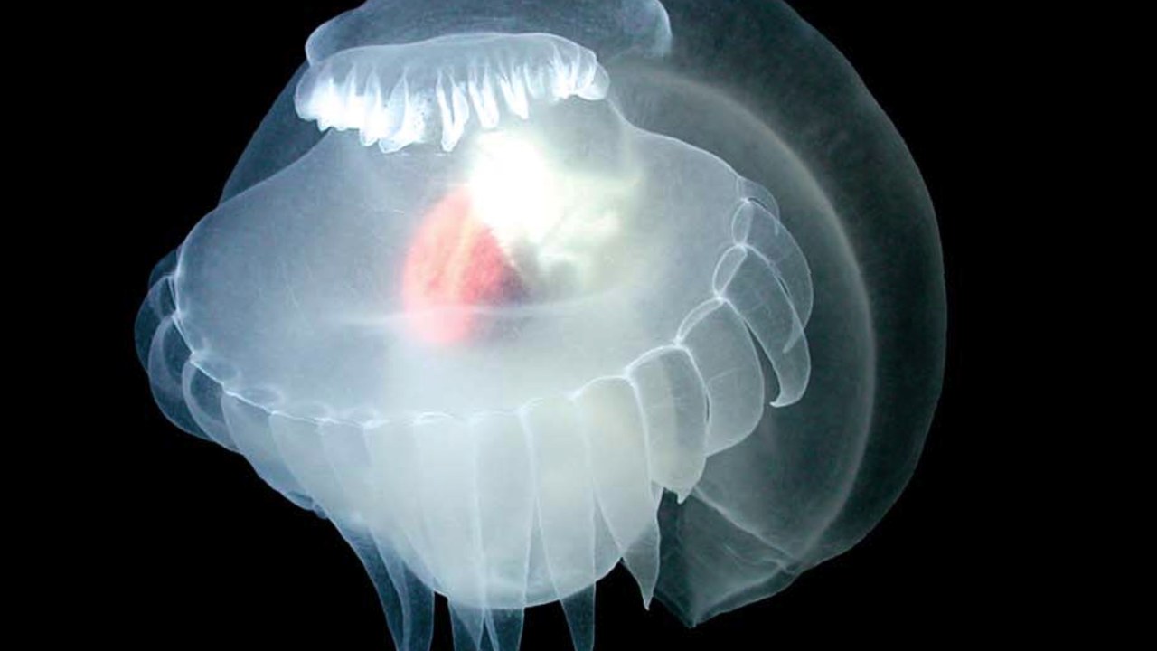 Mystery Mollusc — Image Credit: NOAA/MBARI - Public domain/Wiki Commons