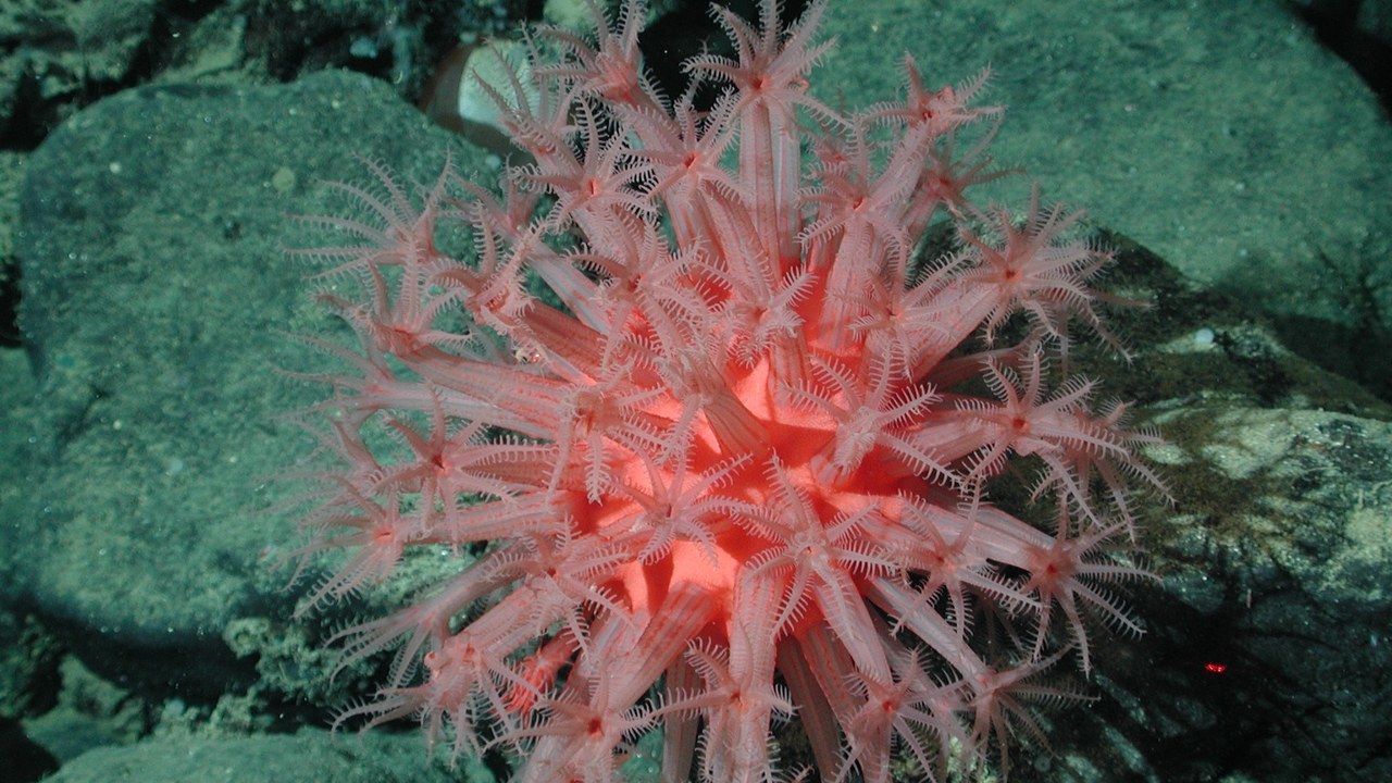 Mushroom Soft Coral — Image Credit: NOAA/Monterey Bay Aquarium Research Institute - Public domain/Wiki Commons
