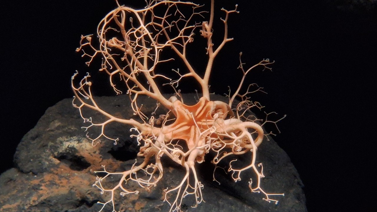 Basket Star — Image Credit: Deadlymeap - CC BY-SA 4.0/Wiki Commons