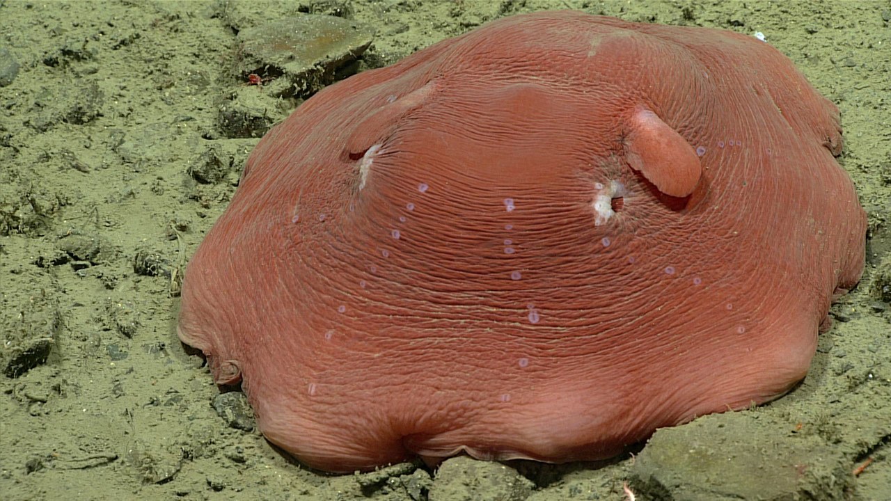 Flapjack Octopus — Image Credit: NOAA Ocean Exploration - Public domain/Wiki Commons