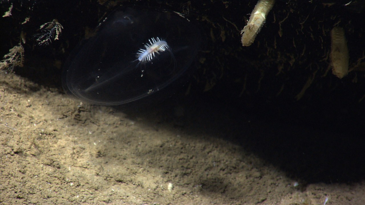 Predatory Tunicate — Image Credit: NOAA Office of Ocean Exploration and Research, Exploring Puerto Rico’s - Public domain/Wiki Commons