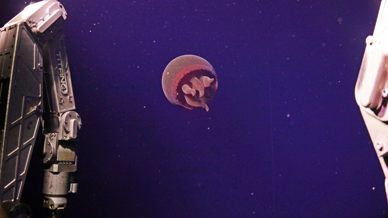 Big Red Jelly — Image Credit: Ocean Observatories Initiative - Public domain/Wiki Commons
