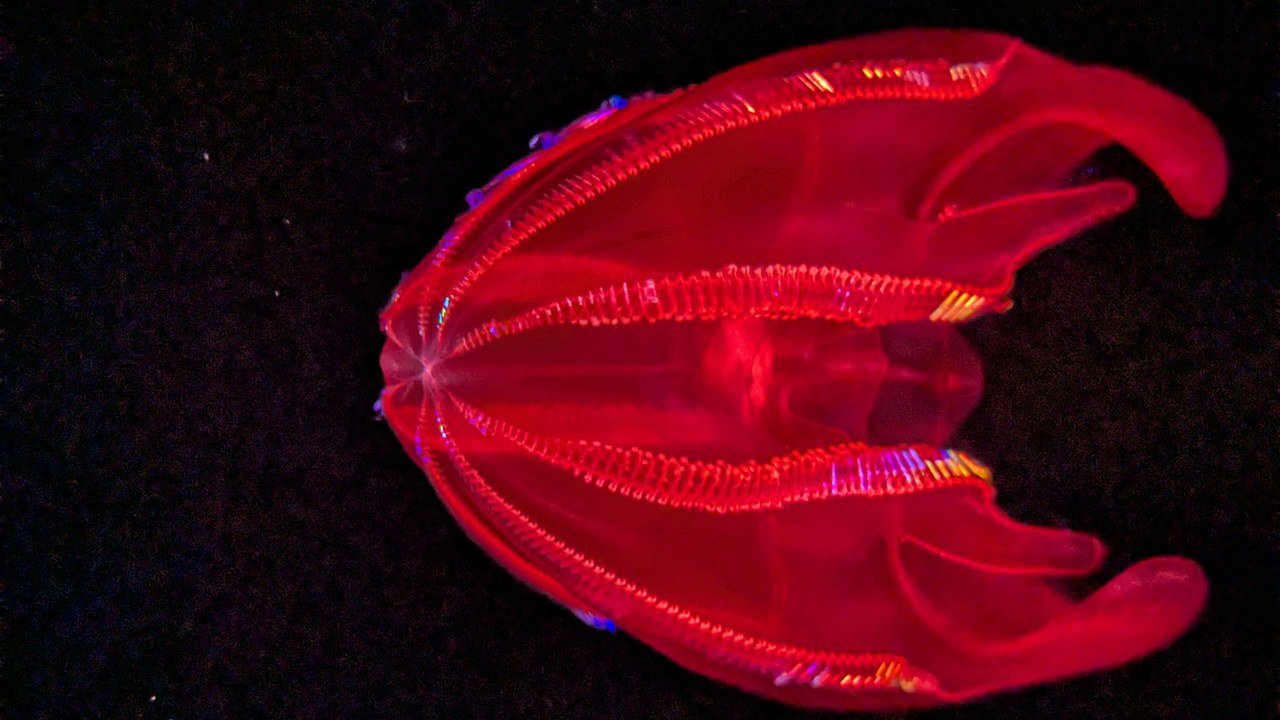 Bloody-Belly Comb Jelly — Image Credit: Rusalkii - CC BY-SA 4.0/Wiki Commons