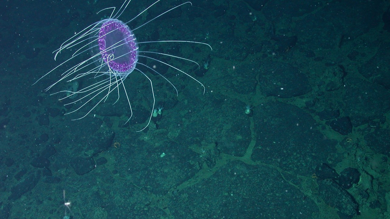 Dinner Plate Jelly — Image Credit: Gulf of Alaska 2004 Expedition. NOAA Office of Ocean Exploration - CC BY 2.0/Wiki Commons