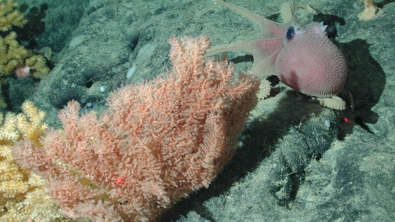 Graneledone boreopacifica — Image Credit: NOAA/Monterey Bay Aquarium Research Institute - Public domain/Wiki Commons