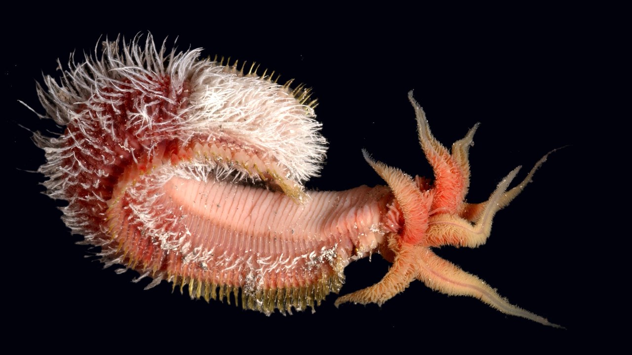 Pompeii Worm — Image Credit: Olivier Dugornay - CC BY 4.0/Wiki Commons