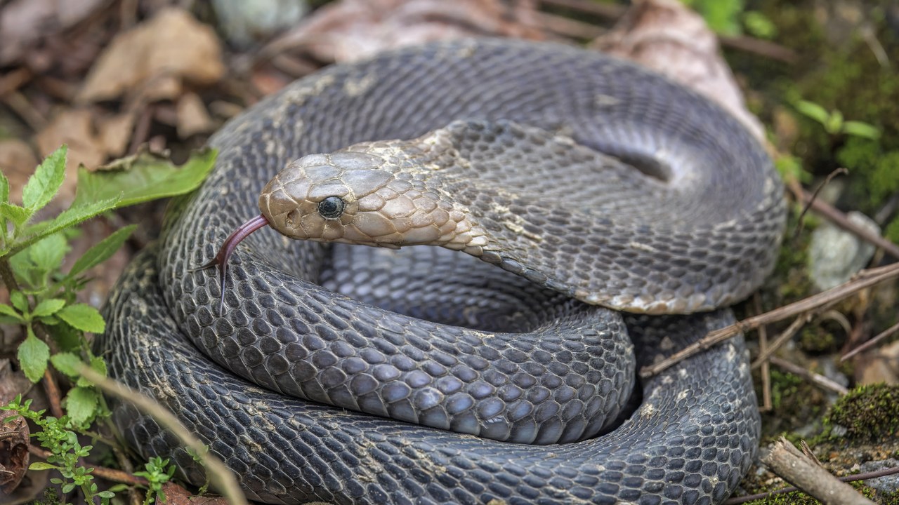 King Cobra — Image Credit: Charles J. Sharp - CC BY-SA 4.0/Wiki Commons