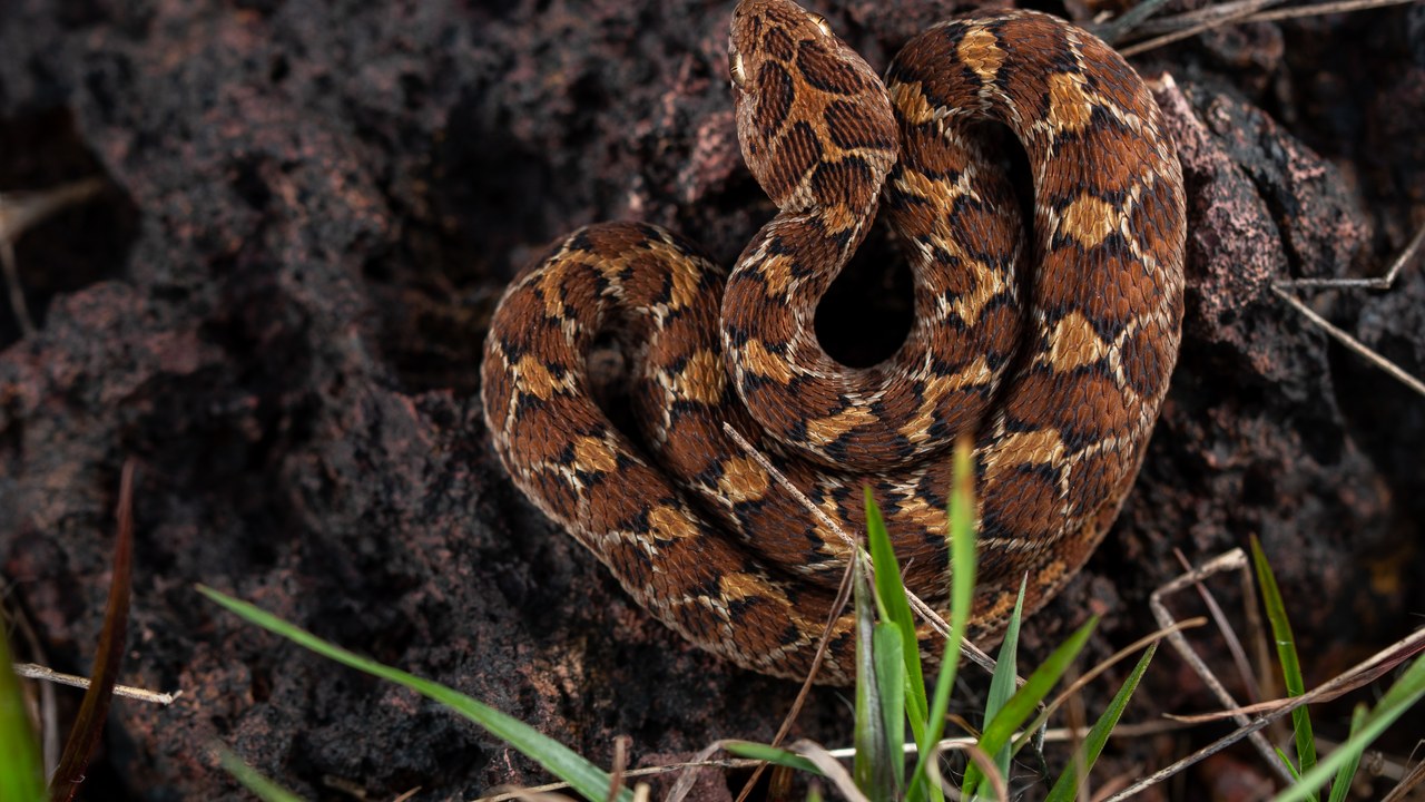 Saw-Scaled Viper — Image Credit: Gopala Krishna A - CC BY-SA 4.0/Wiki Commons